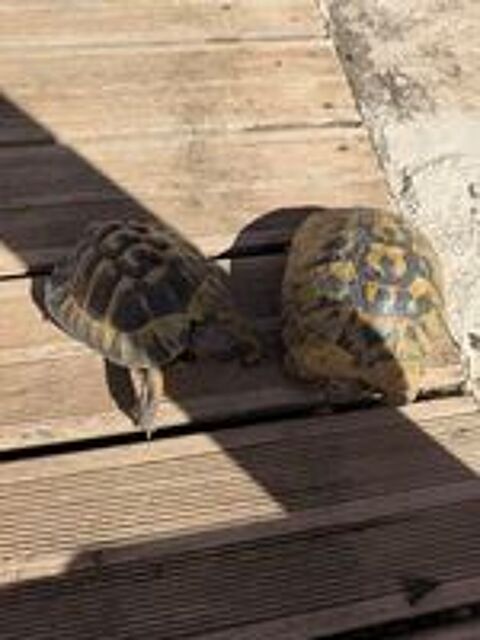   Couple de tortue 