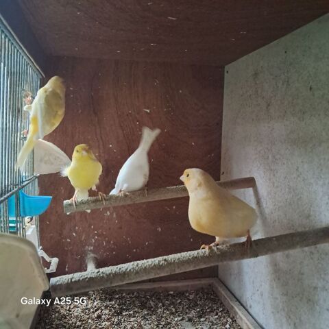 couple de canaris blancs ou oranges 35 79200 Le tallud