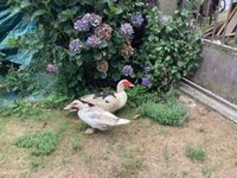   Canard barbarie  