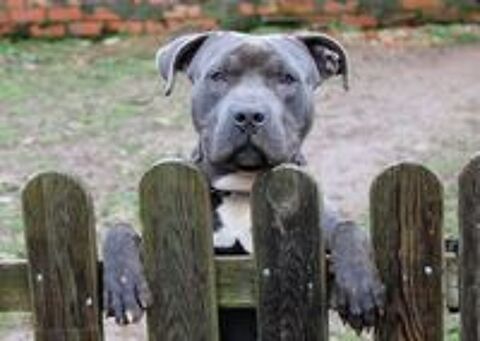   PIXEL, superbe crois American Staffordshire Terrier  l'adoption 