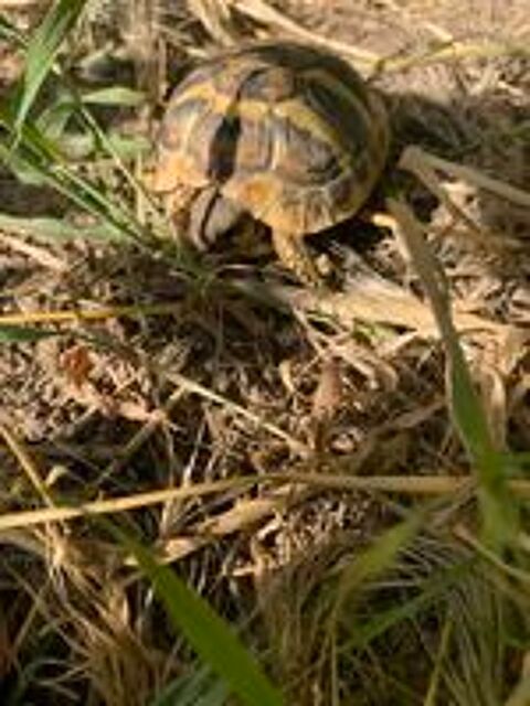   tortue de terre 3ans. 