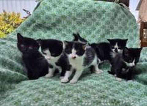   chatons 