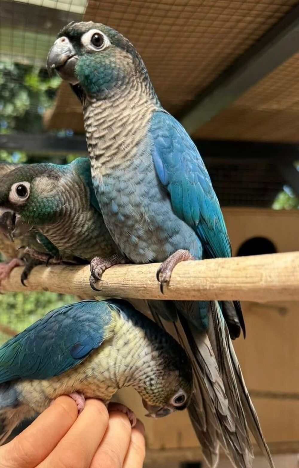   Conure eam mâle turquoise 