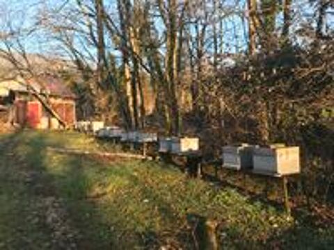   Ruches peuplées avec hausses  