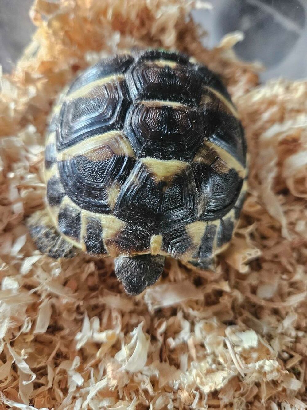 tortue+Hermann Jardin