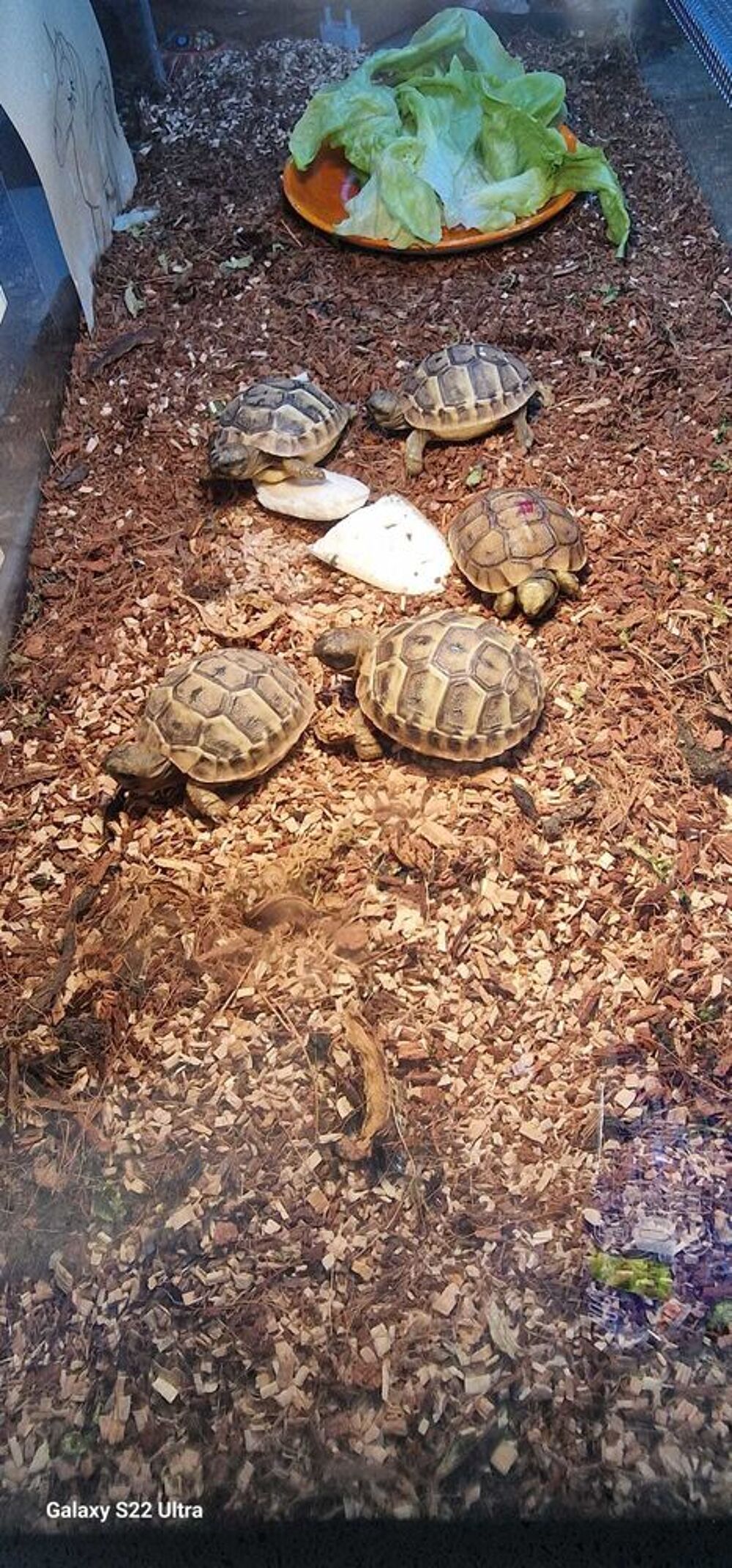 Tortues juv&eacute;niles disponibles Jardin