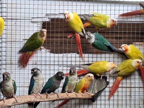 Pyrrhura molinae,  conure à joues vertes 1 62116 Bucquoy