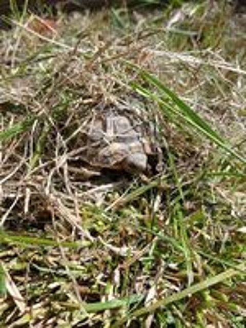   Tortue de terre 2 ans
