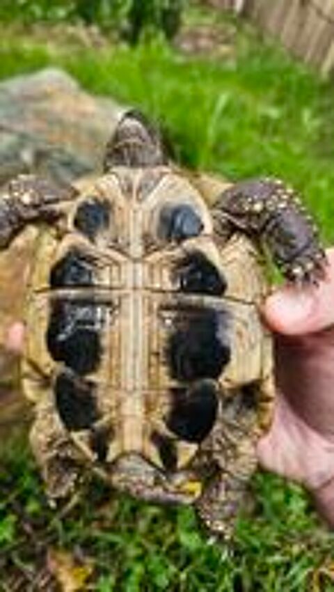   Tortue terrestre m�le  