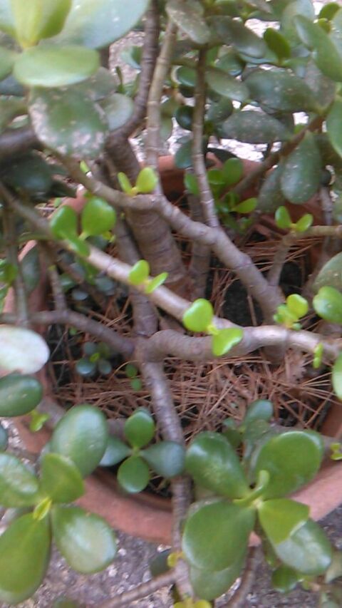 grand crasula / arbre de jade 25 Roquefort-les-Pins (06)