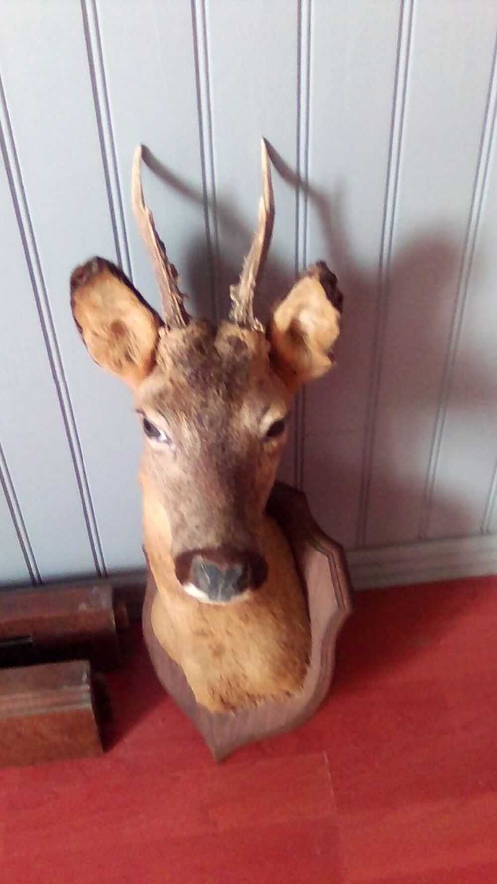 taxidermie 