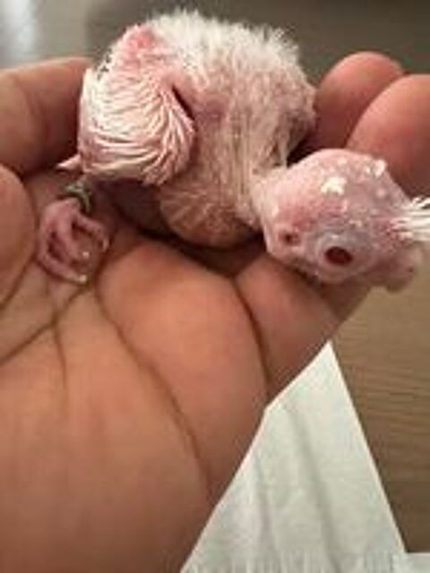   Perruche albinos  