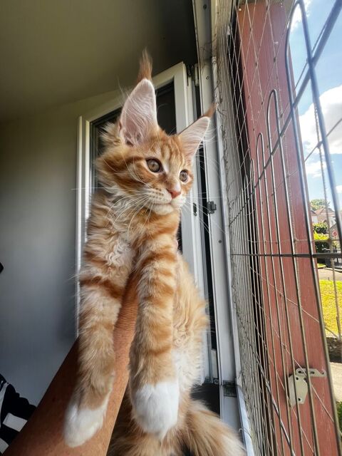 Deux maine coon mâles LOOF  1400 78200 Mantes-la-jolie