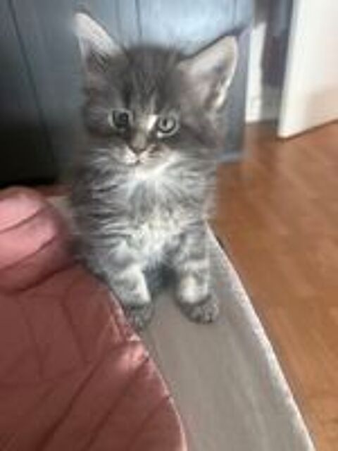   Chatons Maine Coon LOOF - Grand gabarit - Prêts à   reservé 