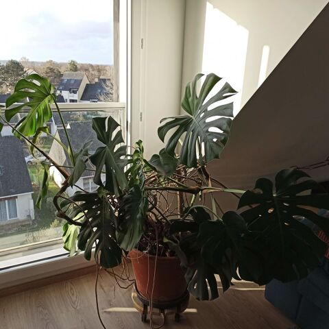 Vend Philodendron - Monstera 0 Rennes (35)
