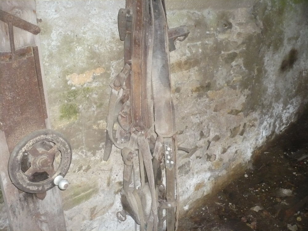 Harnais pour chevaux. Décoration