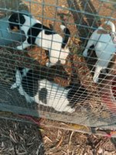   3 chiots 