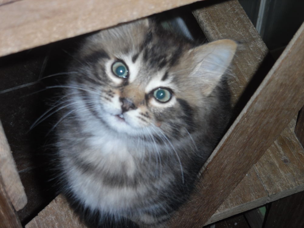  Chaton mâle européen poils longs 