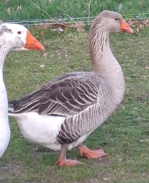 Oie femelle lisse grise 2025 50 42820 Ambierle