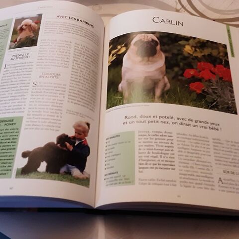 Les + beaux chiens du monde 8 Ahuy (21)