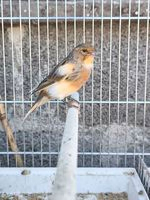   Canari  