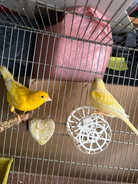 CANARIS 45 71390 Messey-sur-grosne