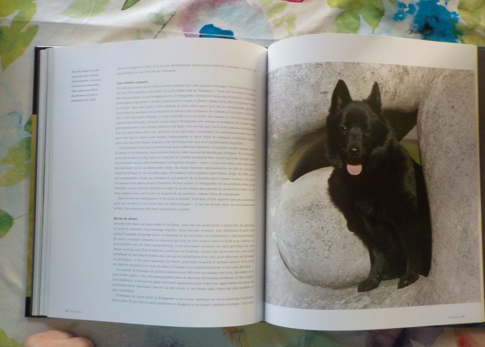 CHIENS DE BERGER Les chiens La grande encyclop&eacute;die visuelle Livres et BD