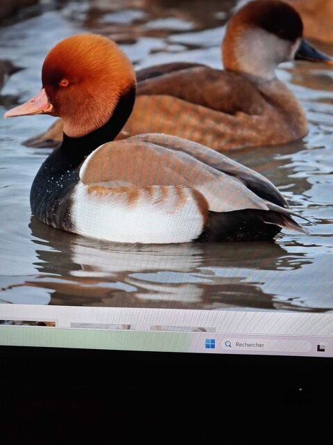 CANARD NETTE ROUSSE 0 01400 Condeissiat