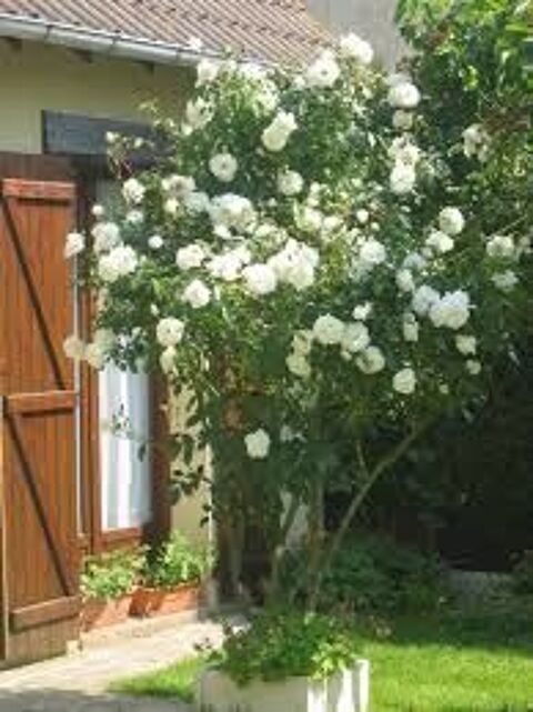 2 plants de rosier grimpant blanc 3 Dgagnac (46)