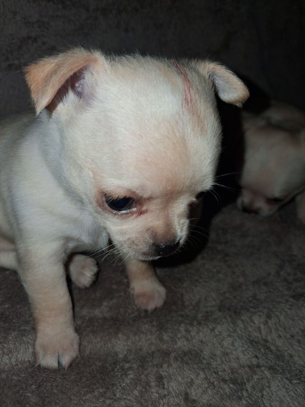   Propose à la 3 superbes chihuahuas. 