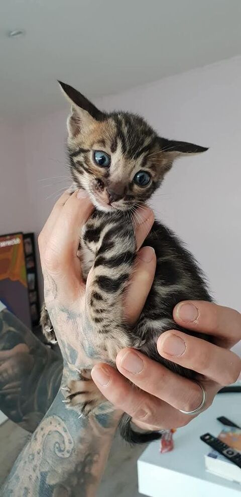 chatons bengals silver charcoal et brown 790 59250 Halluin