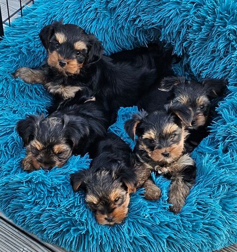 Yorkshire Terriers LOF : 4 m&acirc;les et 2 femelles 1300 56160 Séglien