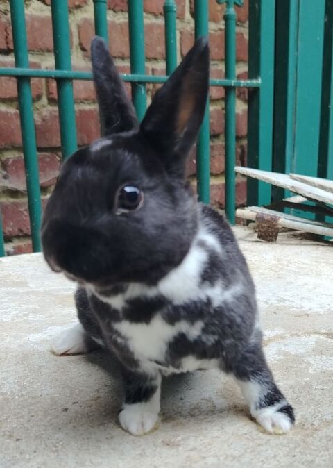 Lapin nain rex 50 62113 Sailly-labourse
