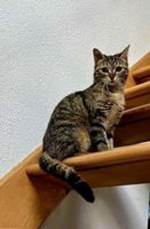   Juliette gentille chatte 10 mois cherche sauveur 