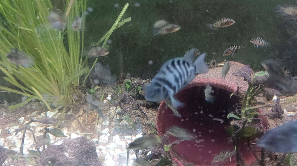   Nigrofaciatus cyclidee d amerique centrale 

