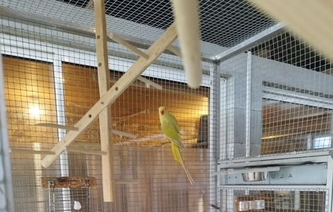 perruche &agrave; collier 100 46100 Cardaillac