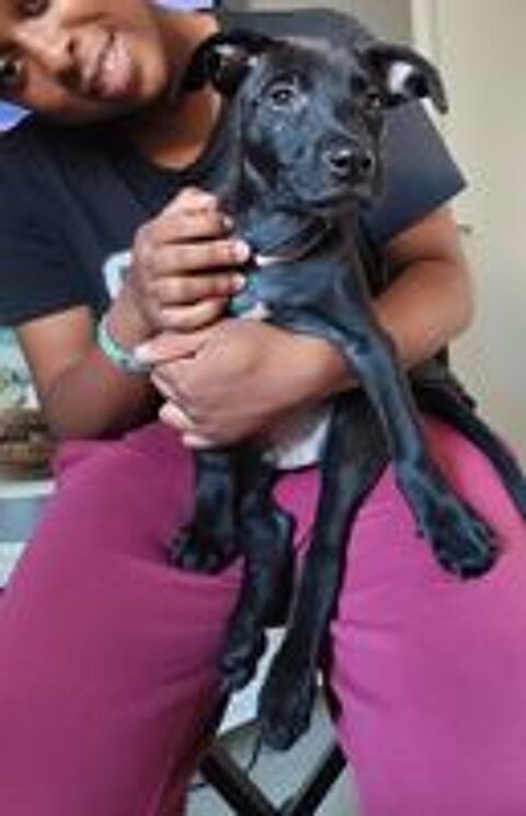   Brownie, 3 mois,cherche ses adoptants  