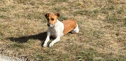 Dora, femelle jack russel &agrave; adopter 230 44522 Pouill�-les-c�teaux