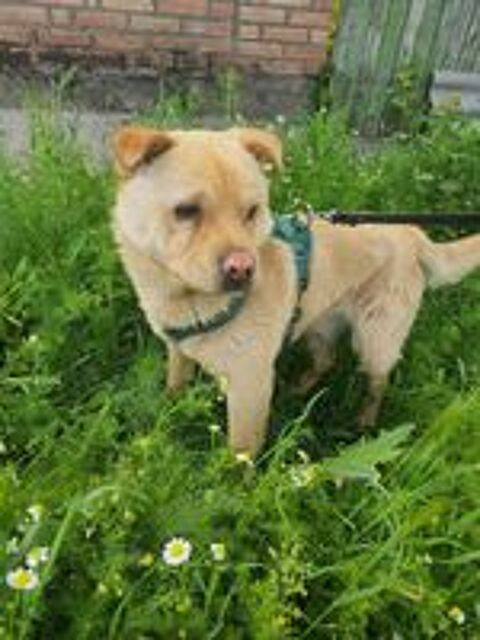   BONNIE  actuellement au refuge en UKRAINE  