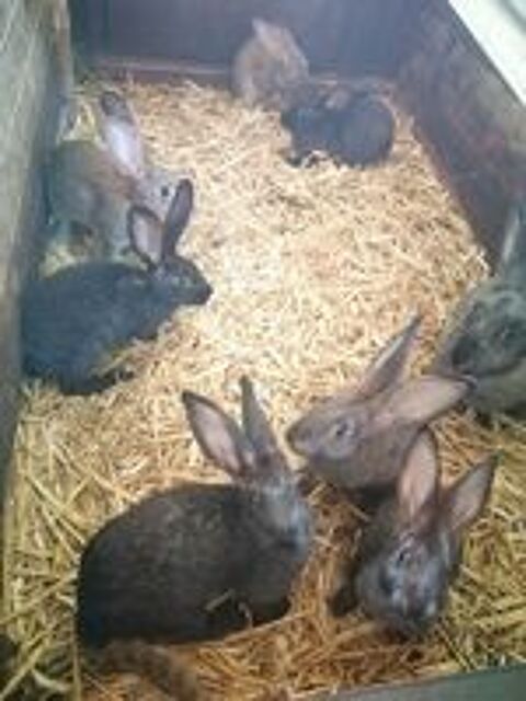   Lapins fermiers  