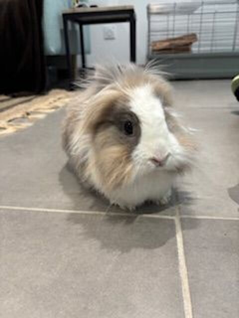 lapin nain mâle castré 30 53100 Mayenne