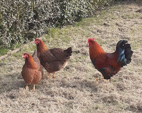 Oeufs fécondés ,  poule et coq welsumer 2 50190 Priers