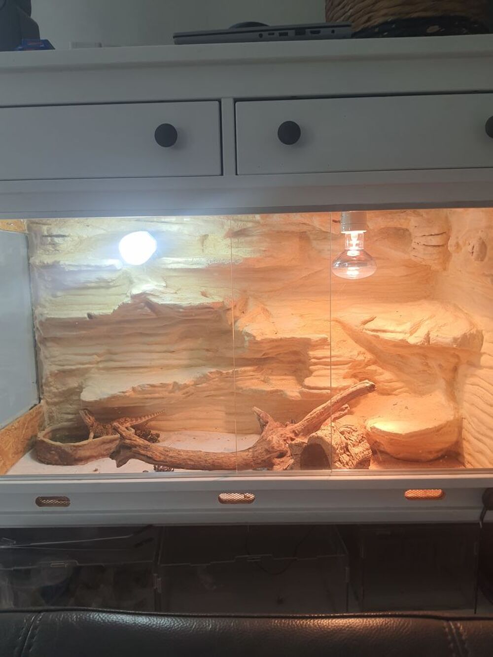   1 pogona henrylawsoni d 1 an et 1 pogona d 1 an aussi  