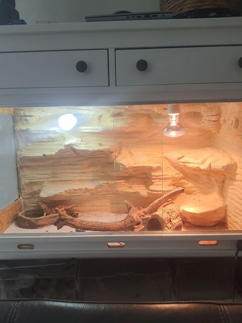 1 pogona henrylawsoni d 1 an et 1 pogona d 1 an aussi 150 45230 La bussire