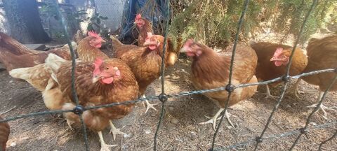 Poules Pondeuses de r&eacute;forme 5 67110 Gundershoffen