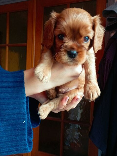 Chiots de race Cavalier King Charles &agrave; r&eacute;server
1200 42650 Saint-jean-bonnefonds