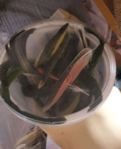 Je cherche des plumes d'oiseaux domestiques 0 91150 �tampes