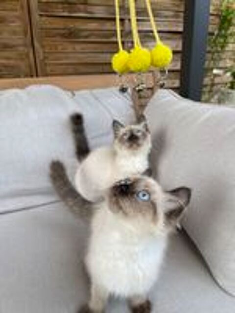   Femelle type ragdoll 