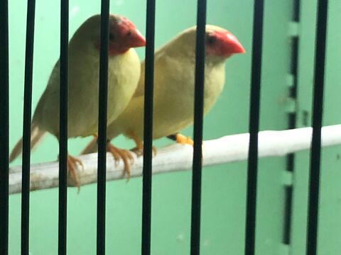 Ruficauda 120 93220 Gagny