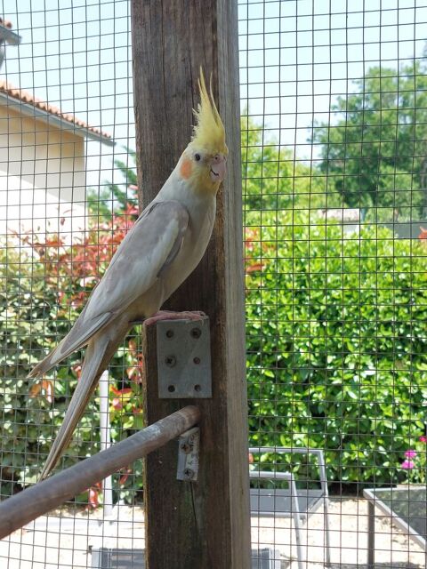 Couple calopsittes 60 86500 Montmorillon